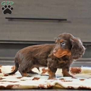 Harvey, Dachshund Puppy